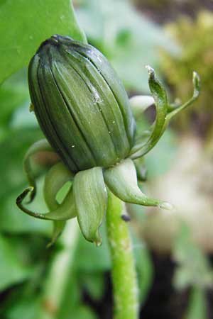 Taraxacum ekmanii ? \ Ekmans L�wenzahn / Ekman's Dandelion, D Offenbach am Main 2.5.2015