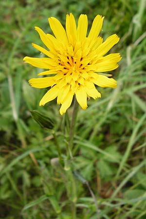 Tragopogon pratensis \ Gew�hnlicher Wiesen-Bocksbart / Meadow Salsify, Goat's-Beard, D N&uuml;dlingen 9.5.2015