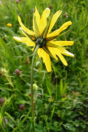 Tragopogon pratensis \ Gew�hnlicher Wiesen-Bocksbart / Meadow Salsify, Goat's-Beard, D Wurmlingen 3.6.2015