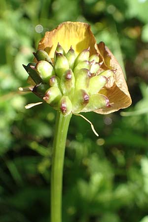 Trollius europaeus \ Trollblume / Globe Flower, D Schwarzwald/Black-Forest, Feldberg 10.7.2016