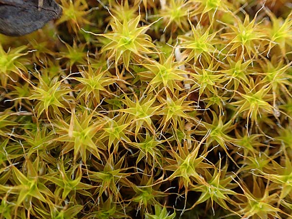 Tortula ruralis agg. \ Dach-Drehzahnmoos / Star Moss, Sidewalk Moss, D St.  Leon 23.3.2018