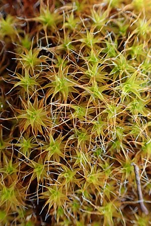 Tortula ruralis agg. \ Dach-Drehzahnmoos / Star Moss, Sidewalk Moss, D St.  Leon 23.3.2018