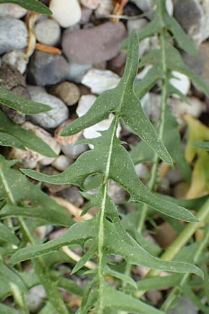 Taraxacum lacistophyllum \ Geschlitztbl�ttriger L�wenzahn / Cut-Leaved Dandelion, D Walldorf 26.4.2018