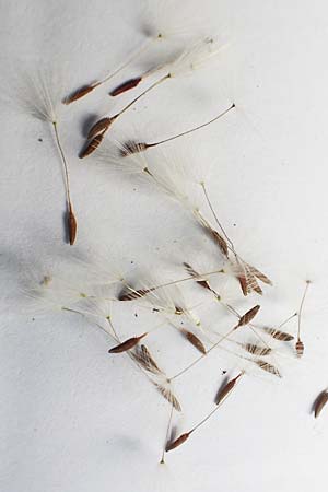 Taraxacum tortilobum \ Gedrehtlappiger L�wenzahn / Twisted-Lobed Dandelion, D Mannheim 1.5.2018