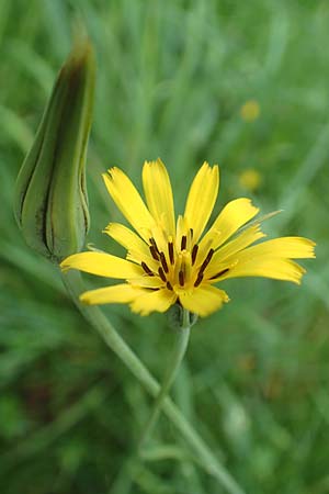 Tragopogon minor \ Kleiner Wiesen-Bocksbart, Kleink�pfiger Bocksbart / Minor Goat's-Beard, D Oberlaudenbach 13.5.2018