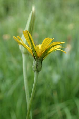 Tragopogon minor \ Kleiner Wiesen-Bocksbart, Kleink�pfiger Bocksbart / Minor Goat's-Beard, D Oberlaudenbach 13.5.2018