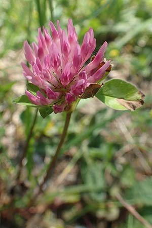 Trifolium pratense \ Rot-Klee, Wiesen-Klee / Red Clover, D Ketsch 21.5.2020