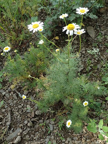 Tripleurospermum inodorum \ Geruchlose Kamille / Scentless Mayweed, D Gladenbach 22.6.2020