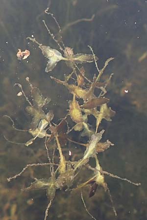 Lemna trisulca \ Dreifurchige Wasserlinse / Ivy-Leaved Duckweed, D Brandenburg, Havelaue-G&uuml;lpe 19.9.2020