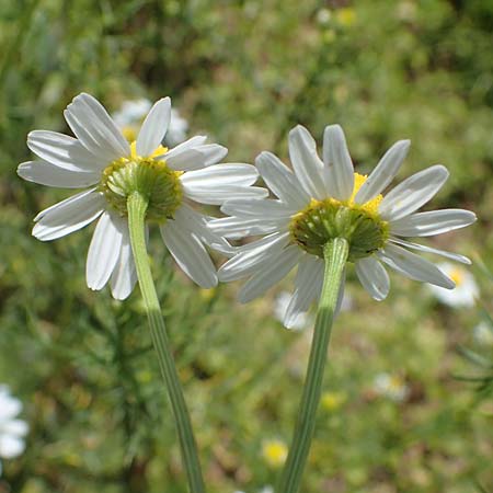 Tripleurospermum inodorum \ Geruchlose Kamille / Scentless Mayweed, D Tiefenbronn-M&uuml;hlhausen 12.6.2021