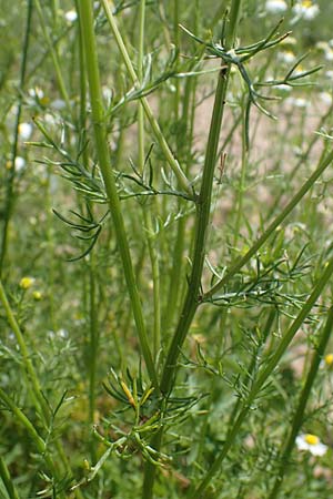 Tripleurospermum inodorum \ Geruchlose Kamille / Scentless Mayweed, D Tiefenbronn-M&uuml;hlhausen 12.6.2021