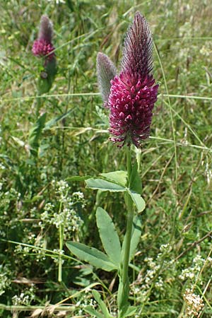 Trifolium rubens \ Purpur-Klee / Long-Spiked Trefoil, Red Trefoil, D Gr&uuml;nstadt-Asselheim 16.6.2021