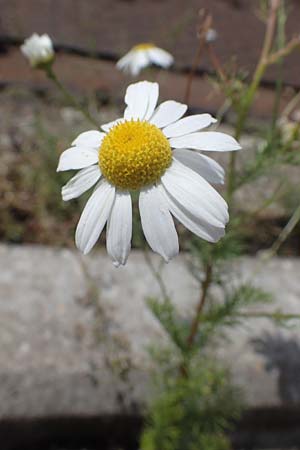 Tripleurospermum inodorum \ Geruchlose Kamille / Scentless Mayweed, D Mannheim 10.7.2021