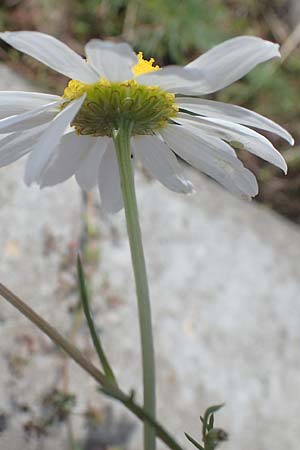 Tripleurospermum inodorum \ Geruchlose Kamille / Scentless Mayweed, D Mannheim 10.7.2021