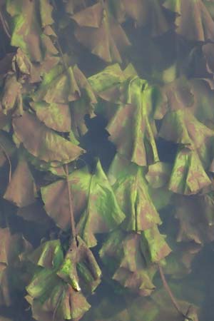 Nuphar lutea \ Teichrose, Gro�e Mummel / Yellow Water Lily, D Grevenbroich 5.9.2021