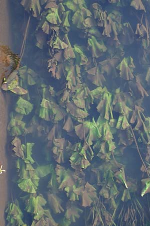 Nuphar lutea \ Teichrose, Gro�e Mummel / Yellow Water Lily, D Grevenbroich 5.9.2021