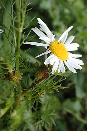 Tripleurospermum inodorum \ Geruchlose Kamille / Scentless Mayweed, D Heidelberg 23.10.2021