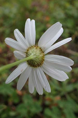 Tripleurospermum inodorum \ Geruchlose Kamille / Scentless Mayweed, D Heidelberg 23.10.2021