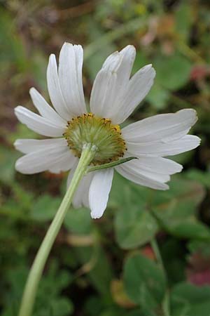 Tripleurospermum inodorum \ Geruchlose Kamille / Scentless Mayweed, D Heidelberg 23.10.2021