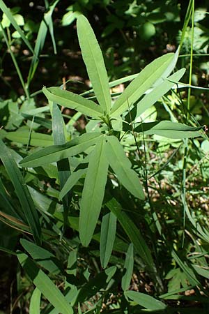 Trifolium rubens \ Purpur-Klee / Long-Spiked Trefoil, Red Trefoil, D Hardheim 28.5.2022