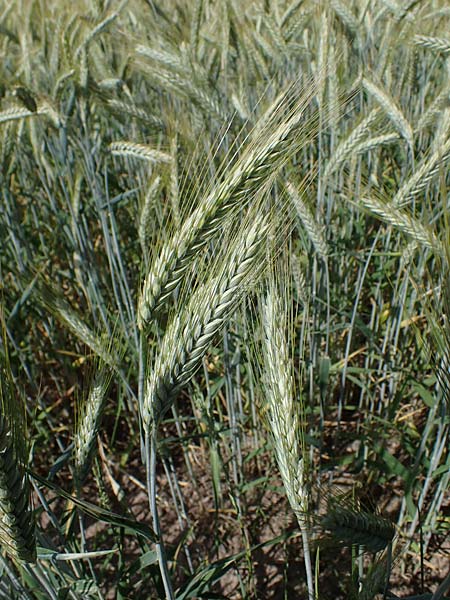 x Triticosecale rimpaui \ Triticale, Hybrid-Roggen / Triticale, D Odenwald, Lampenhain 17.6.2022