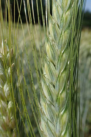 x Triticosecale rimpaui \ Triticale, Hybrid-Roggen / Triticale, D Odenwald, Lampenhain 17.6.2022