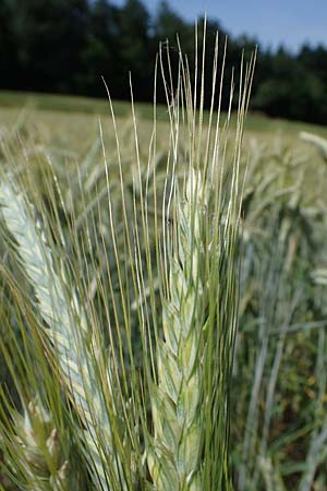 x Triticosecale rimpaui \ Triticale, Hybrid-Roggen / Triticale, D Odenwald, Lampenhain 17.6.2022