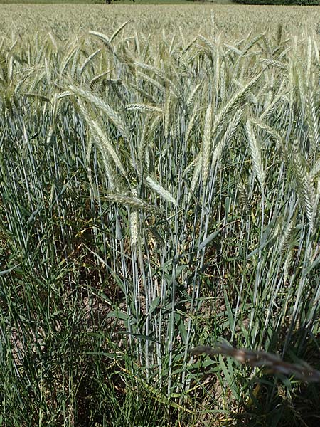x Triticosecale rimpaui \ Triticale, Hybrid-Roggen / Triticale, D Odenwald, Lampenhain 17.6.2022