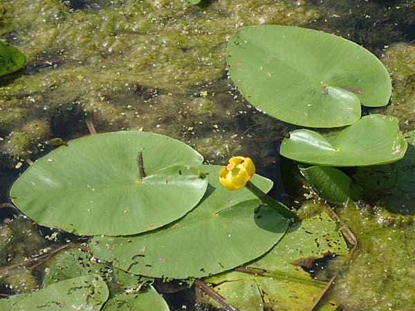 Nuphar lutea \ Teichrose, Gro�e Mummel / Yellow Water Lily, D Karlsruhe Fritschlach 23.7.2022