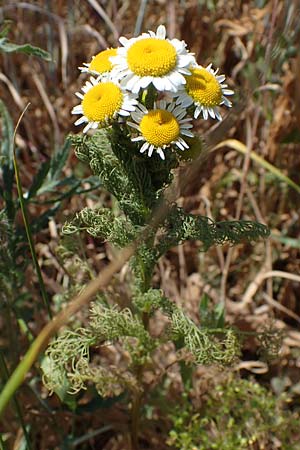 Tripleurospermum inodorum \ Geruchlose Kamille / Scentless Mayweed, D Th&uuml;ringen, Hemleben 12.6.2023