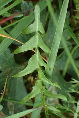 Taraxacum rubicundum \ Ger&ouml;teter L�wenzahn / Reddened Dandelion, D Annweiler 9.5.2024