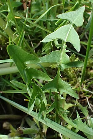 Taraxacum rubicundum \ Ger&ouml;teter L�wenzahn / Reddened Dandelion, D Annweiler 9.5.2024