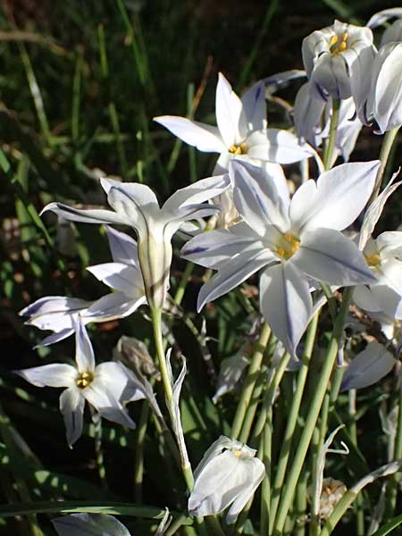 Tristagma sessile \ St&auml;ngelloser Fr�hlingsstern / Spring Star Flower, D Bochum 12.4.2025