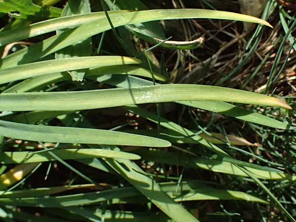 Tristagma sessile \ St&auml;ngelloser Fr�hlingsstern / Spring Star Flower, D Bochum 12.4.2025