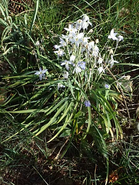 Tristagma sessile \ St&auml;ngelloser Fr�hlingsstern / Spring Star Flower, D Bochum 12.4.2025