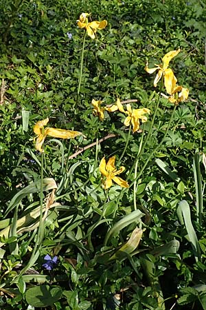 Tulipa sylvestris subsp. sylvestris \ Wild-Tulpe / Wild Tulip, D Heidelberg 21.4.2016