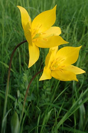 Tulipa sylvestris subsp. sylvestris \ Wild-Tulpe / Wild Tulip, D Heidelberg 21.4.2016