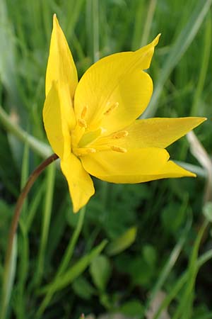 Tulipa sylvestris subsp. sylvestris \ Wild-Tulpe / Wild Tulip, D Heidelberg 21.4.2016