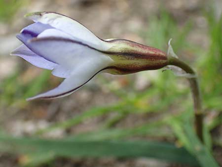 Tristagma sessile \ St&auml;ngelloser Fr�hlingsstern / Spring Star Flower, D Frankfurt-Bockenh 8.4.2017