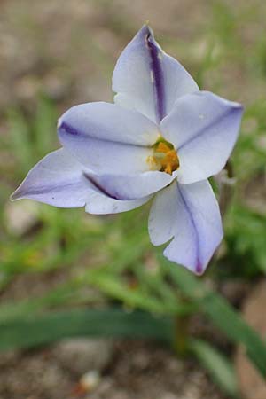 Tristagma sessile \ St&auml;ngelloser Fr�hlingsstern / Spring Star Flower, D Frankfurt-Bockenh 8.4.2017