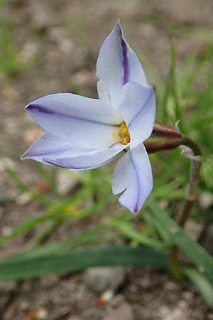 Tristagma sessile \ St&auml;ngelloser Fr�hlingsstern / Spring Star Flower, D Frankfurt-Bockenh 8.4.2017