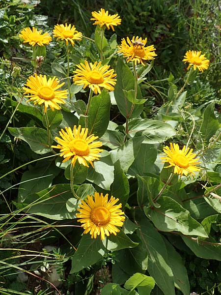 Telekia speciosissima \ Kleine Telekie, Pr&auml;chtige Telekie / Dwarf Oxeye, D Botan. Gar.  Universit.  T&uuml;bingen 17.6.2017