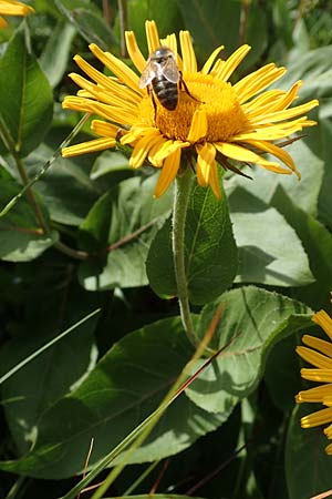 Telekia speciosissima \ Kleine Telekie, Pr&auml;chtige Telekie / Dwarf Oxeye, D Botan. Gar.  Universit.  T&uuml;bingen 17.6.2017