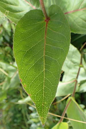 Telekia speciosissima \ Kleine Telekie, Pr&auml;chtige Telekie / Dwarf Oxeye, D Botan. Gar.  Universit.  T&uuml;bingen 17.6.2017