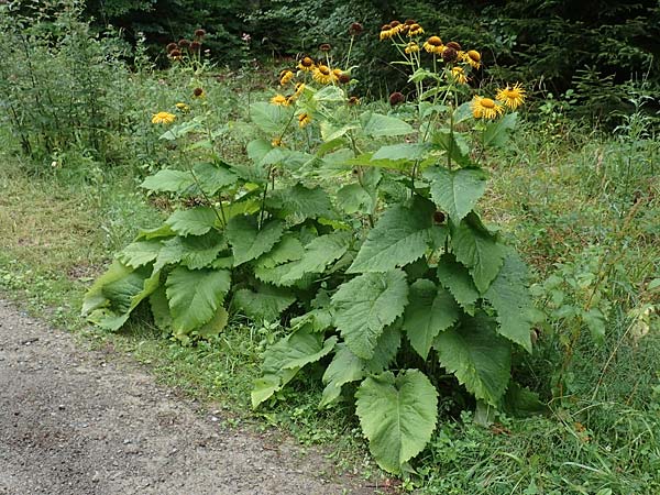 Telekia speciosa \ Gro�e Telekie / Yellow Oxeye, D Schwarzwald/Black-Forest, Holzbachtal 27.7.2017