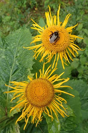 Telekia speciosa \ Gro�e Telekie / Yellow Oxeye, D Schwarzwald/Black-Forest, Holzbachtal 27.7.2017
