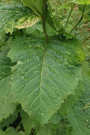 Telekia speciosa \ Gro�e Telekie / Yellow Oxeye, D Schwarzwald/Black-Forest, Holzbachtal 27.7.2017