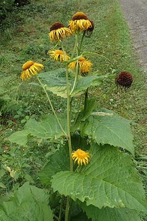 Telekia speciosa \ Gro�e Telekie / Yellow Oxeye, D Schwarzwald/Black-Forest, Holzbachtal 27.7.2017
