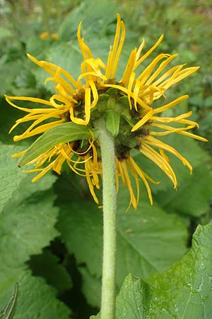 Telekia speciosa \ Gro�e Telekie / Yellow Oxeye, D Schwarzwald/Black-Forest, Holzbachtal 27.7.2017