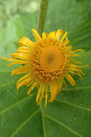 Telekia speciosa \ Gro�e Telekie / Yellow Oxeye, D Schwarzwald/Black-Forest, Holzbachtal 27.7.2017